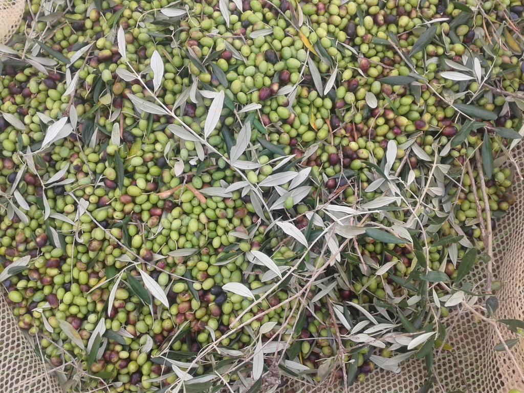 Agriturismo Santa Chiara 波马兰切 外观 照片