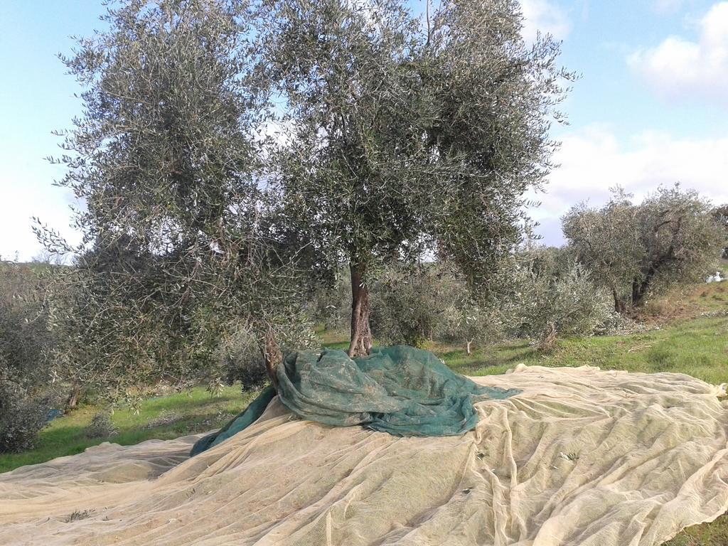 Agriturismo Santa Chiara 波马兰切 外观 照片