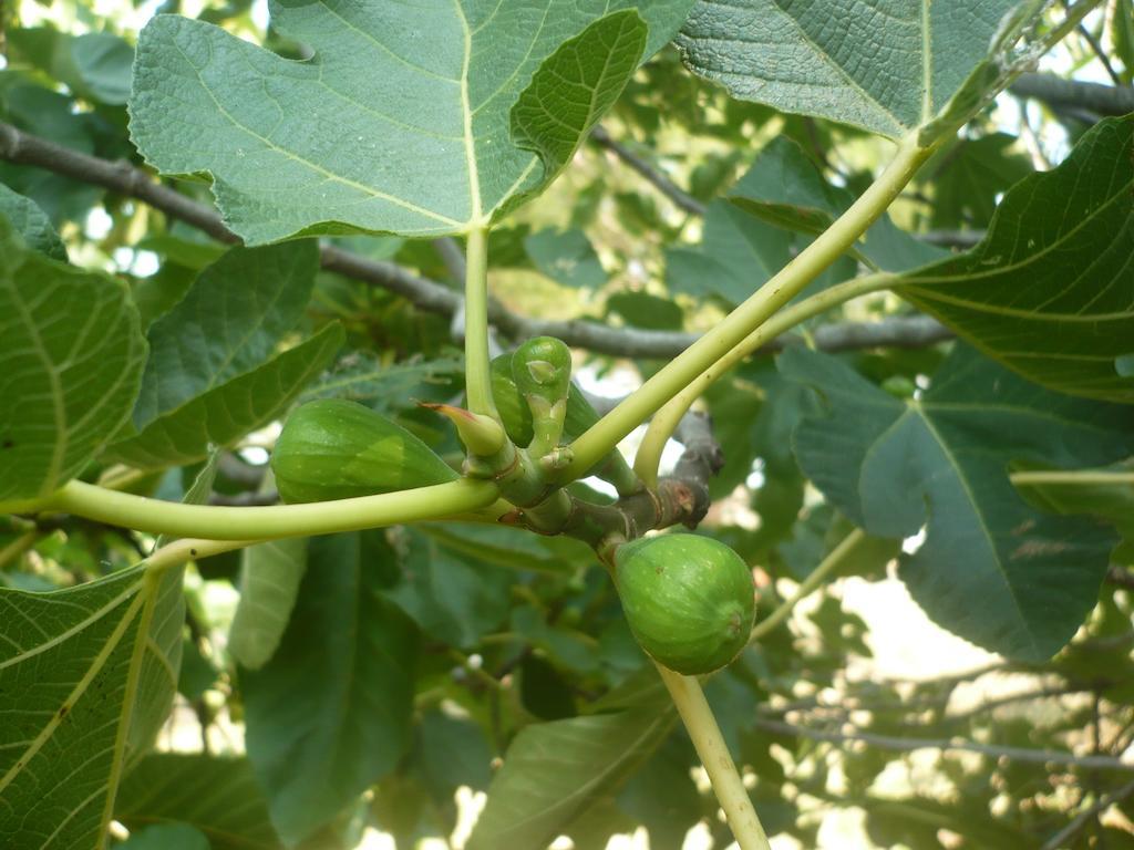 Agriturismo Santa Chiara 波马兰切 外观 照片