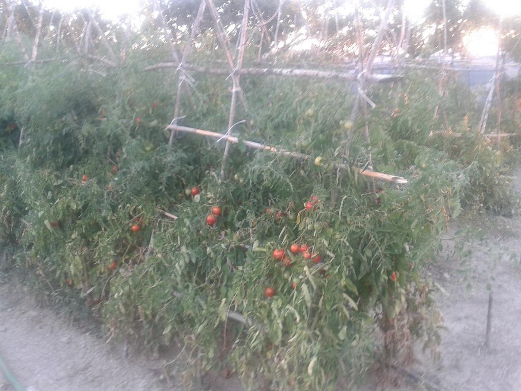 Agriturismo Santa Chiara 波马兰切 外观 照片