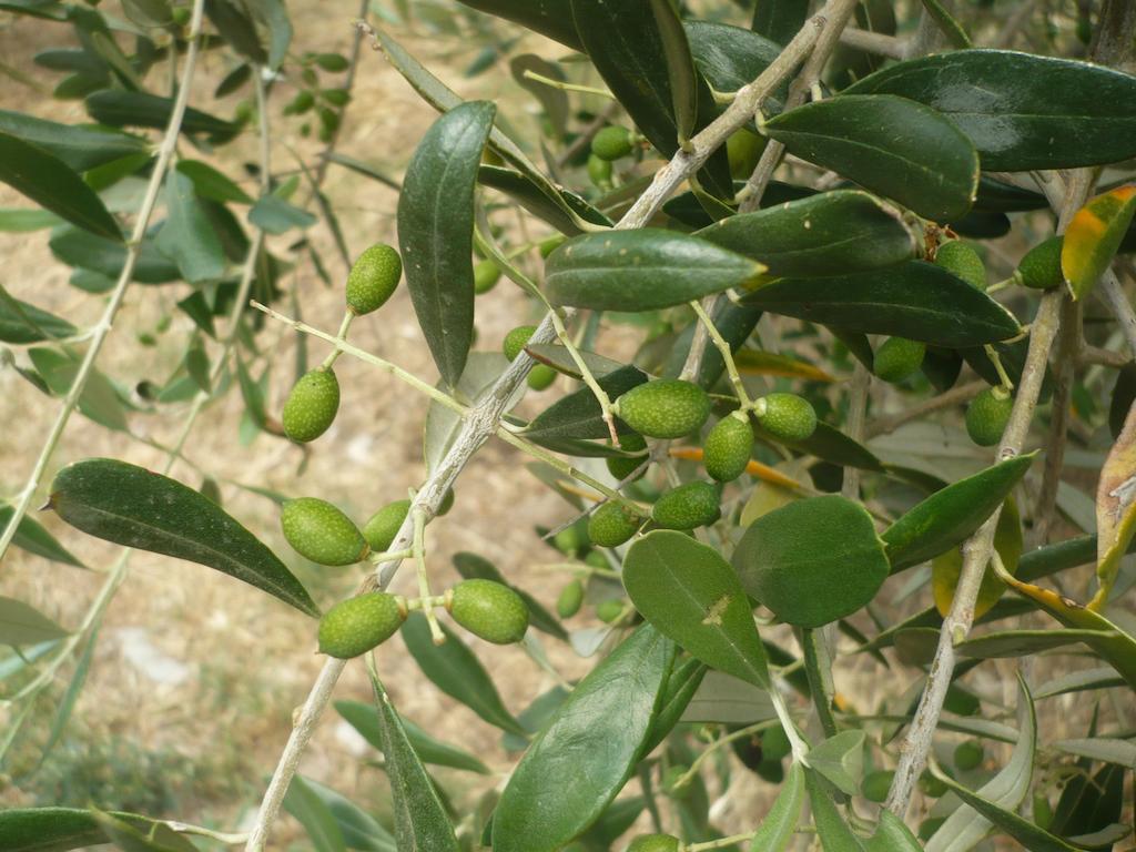 Agriturismo Santa Chiara 波马兰切 外观 照片