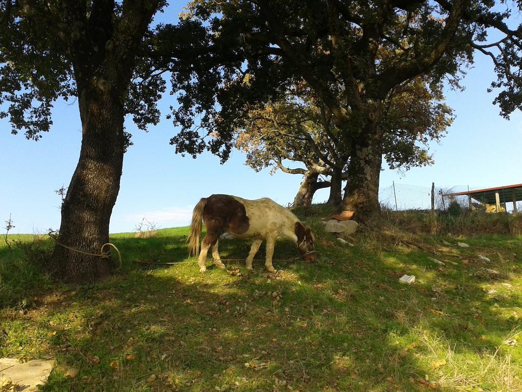 Agriturismo Santa Chiara 波马兰切 外观 照片
