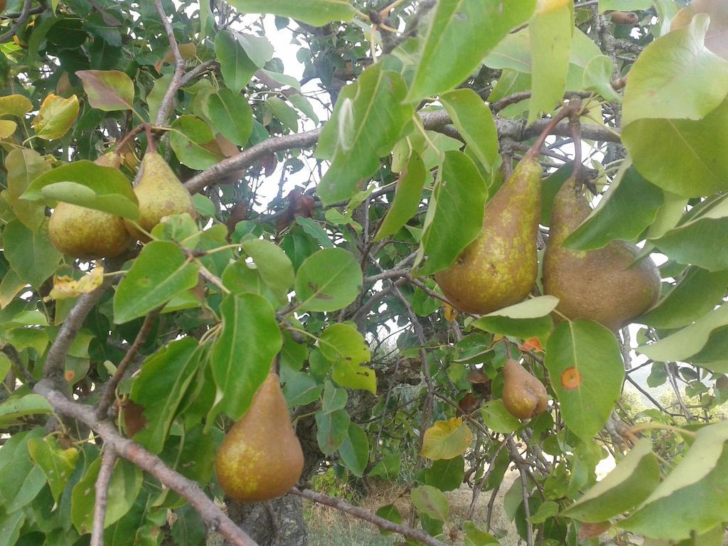 Agriturismo Santa Chiara 波马兰切 外观 照片