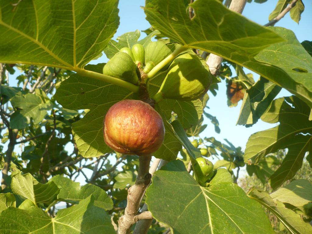 Agriturismo Santa Chiara 波马兰切 外观 照片