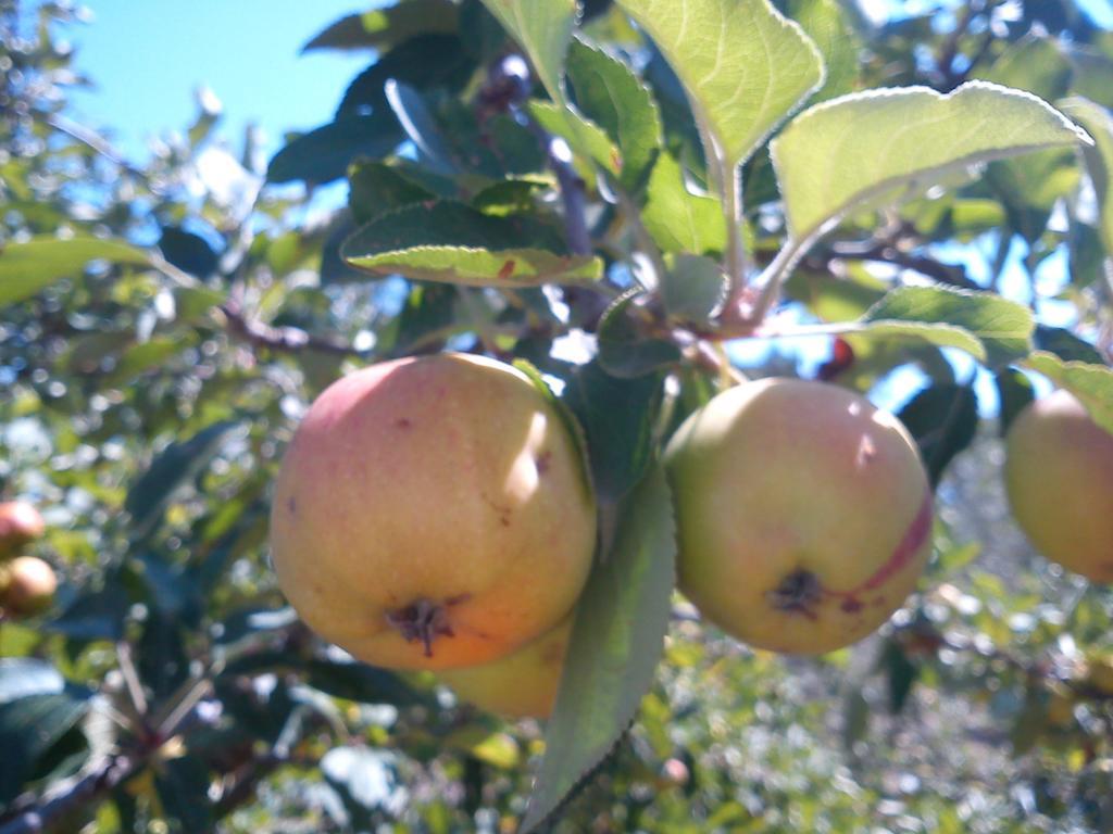 Agriturismo Santa Chiara 波马兰切 外观 照片