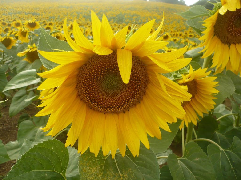 Agriturismo Santa Chiara 波马兰切 外观 照片